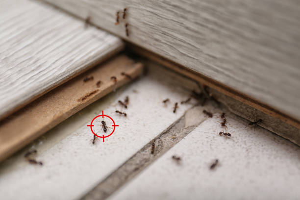 Flea Control Services in Mitchell, SD
